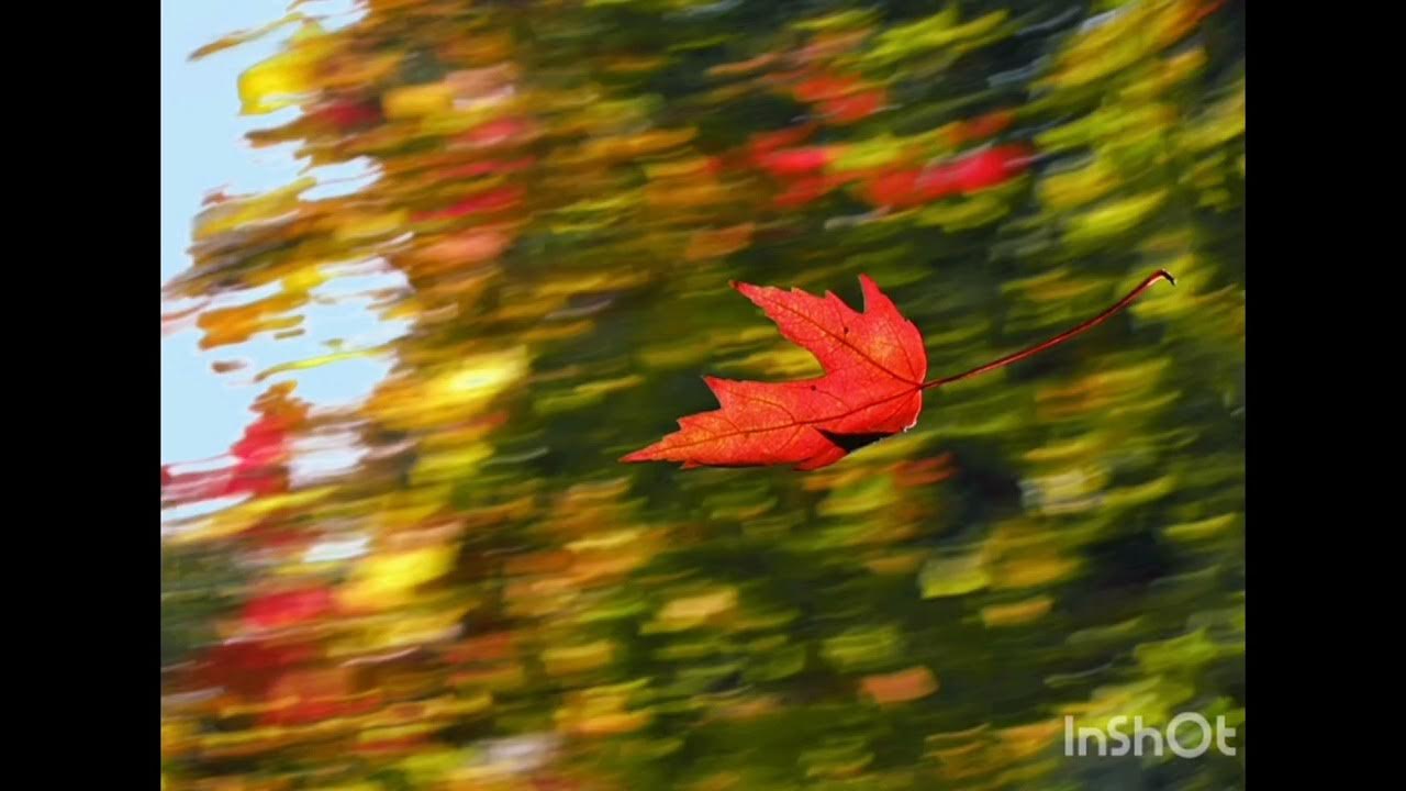 осень вальс ветер кружит листья. осенний листопад. лист на ветру. кружение листвы. осень.