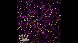 Dynamic Trafficking of Mitochondria and Lysosomes | 2024 #NikonSmallWorld #Microscopy