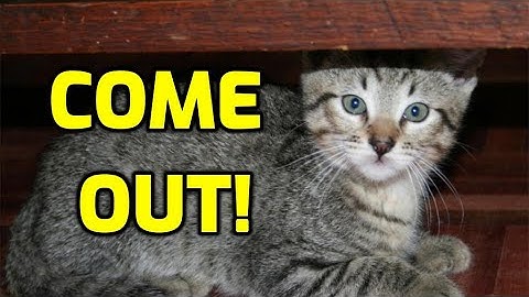 How To Coax A Scared Cat Out Of Hiding