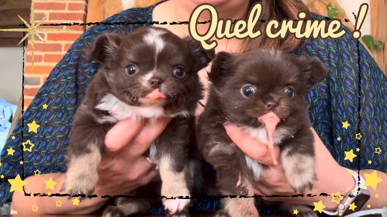 DES SCÈNES D’HORREUR !!!!! #cavalierkingcharles #chihuahua #teckel #chiots #cheval 