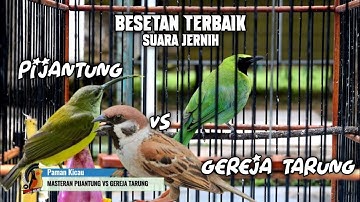 MASTERAN PIJANTUNG VS GEREJA TARUNG ‼️ BESETAN KASAR SUARA JERNIH