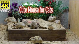 10 Hours Cat TV~Mouse Digging Burrows & Playing on Sand for Cats to Watch in 4K UHD by Birder King Studio 623 views 3 weeks ago 11 hours, 22 minutes