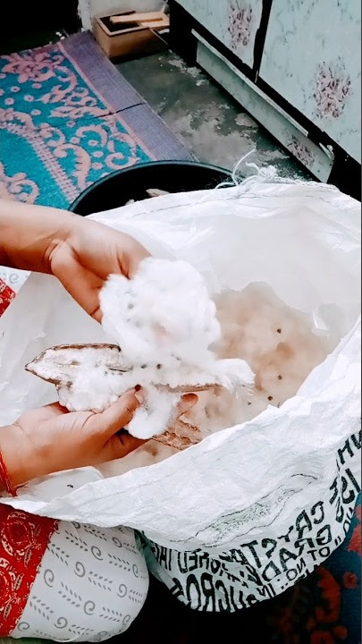 kapok fiber😎 best fiber😎collecting fiber from kapok fruit😍its a medication pillow#shorts