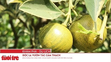 Độc lạ vườn tắc cẩm thạch
