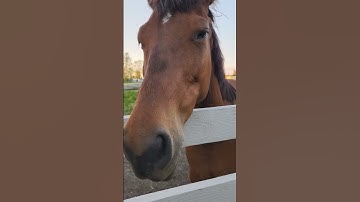 Thumbnail of (John 20:16 NKJV) Reading a Bible verse to our horse.