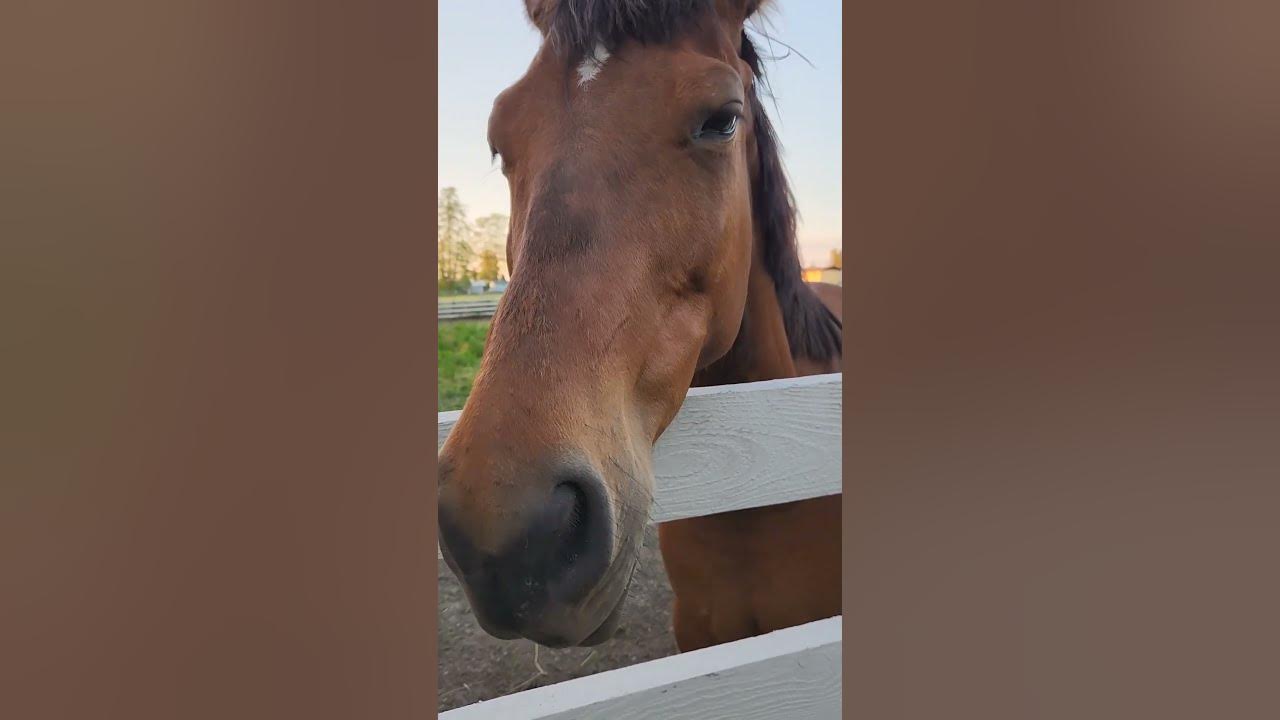 (John 20:16 NKJV) Reading a Bible verse to our horse.