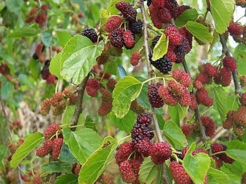 White Mulberry Tree