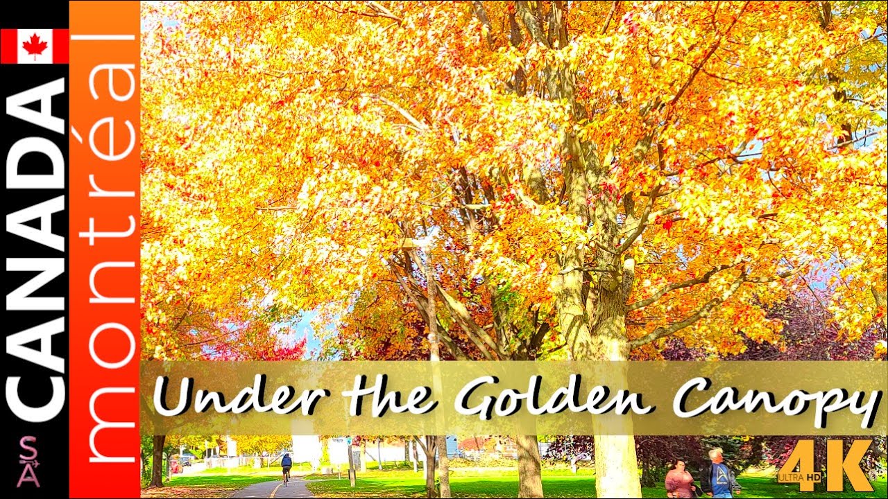 Driving Under the Golden Canopy Montreal Fall Foliage in Autumn Leaves Seasonal Color Change 🇨🇦 2022