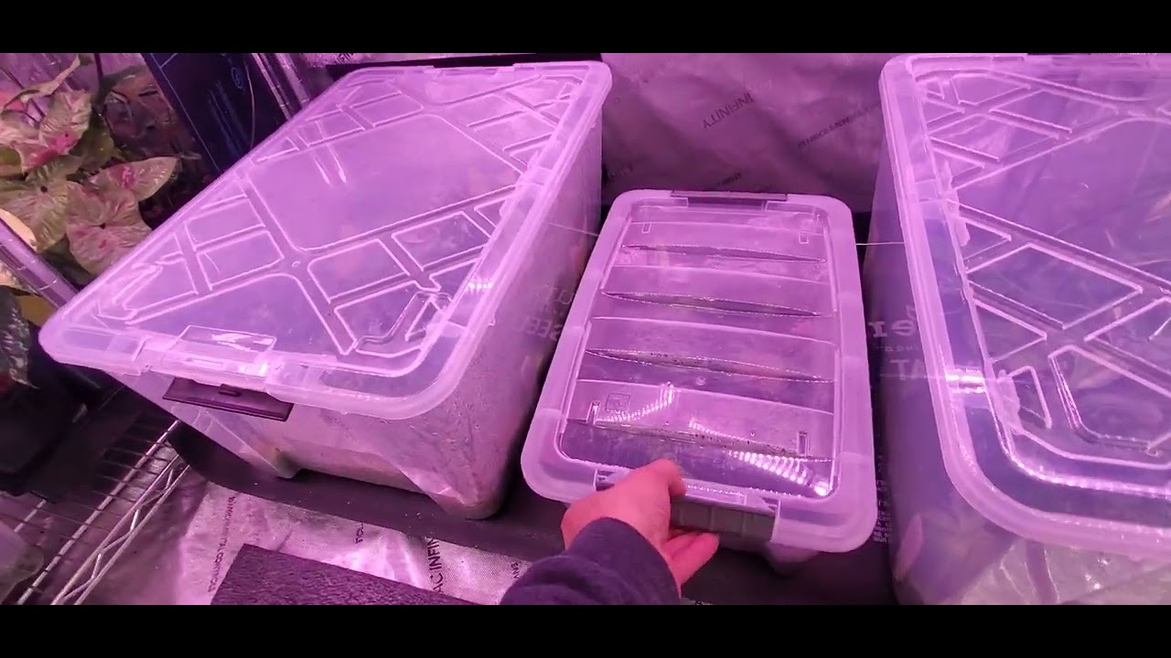 ac infinity 10x10 grow tent update up and running and what we have so