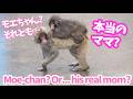 これはモエちゃん?それともママ?【パンチくん🐵】市川市動植物園 のニホンザル「パンチくん」Punch the monkey　キビちゃん?
