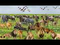 Animals of World 4K - Scenic Relaxation Film With Calming Music | African Wildlife 4K