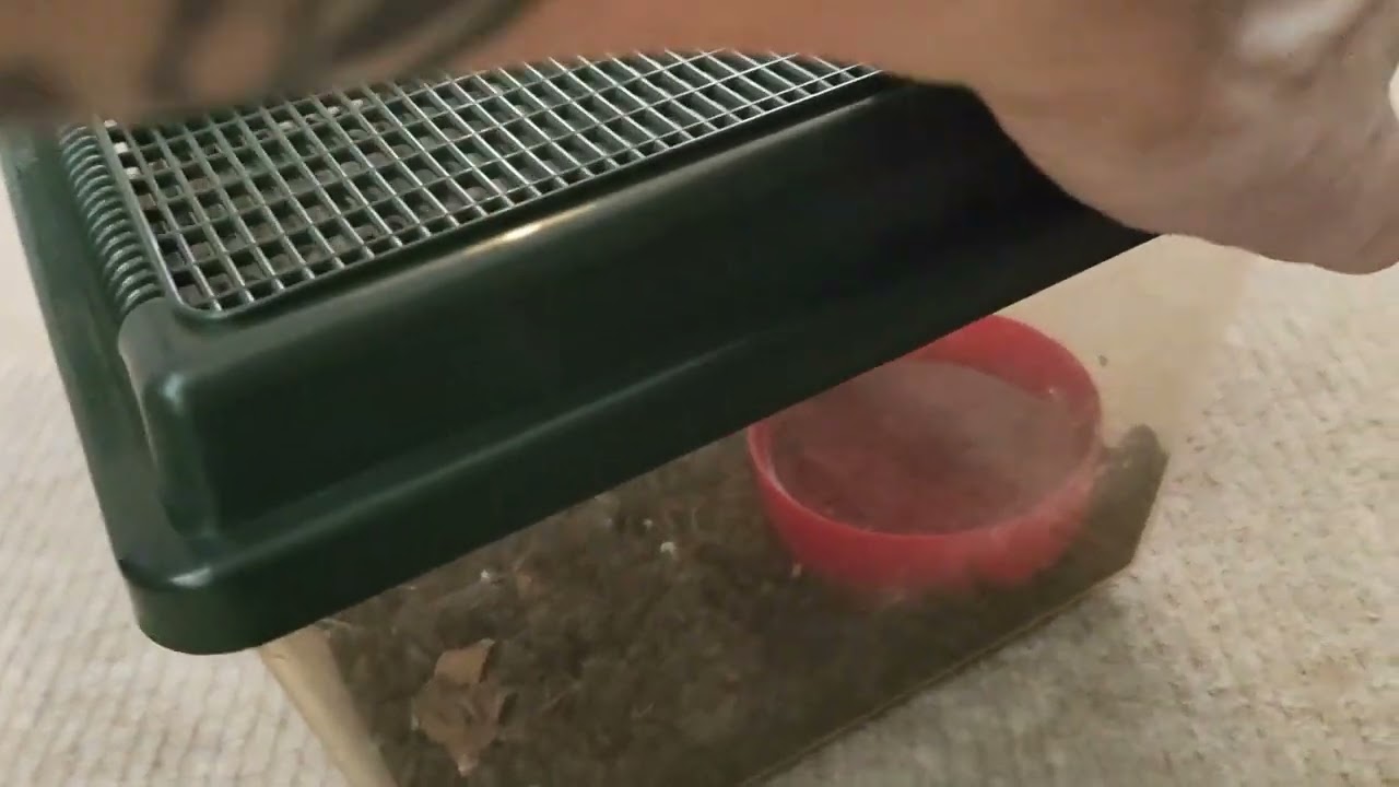 My Top 5 Beginner/Intermediate Tarantula's