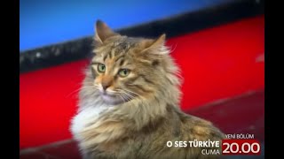 oses türkiye 2020 kedi fragman