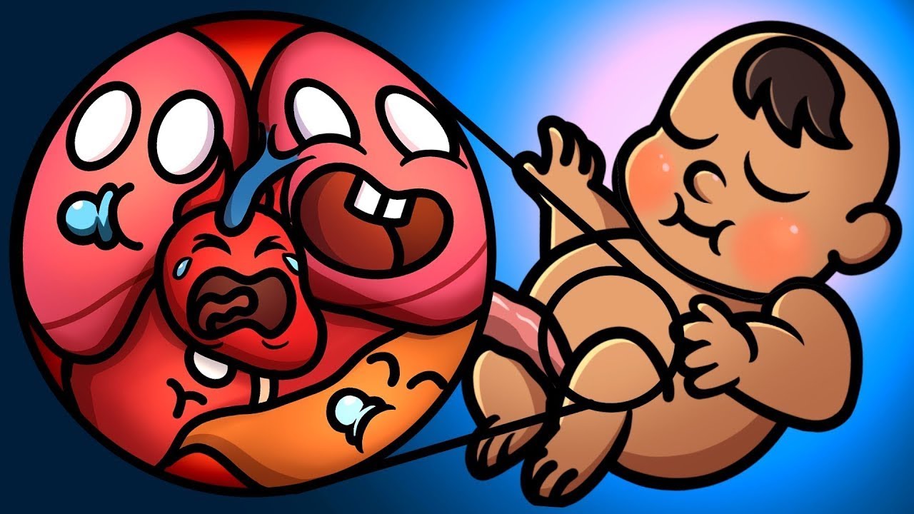 Органы на момент рождения