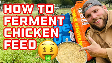 💥 How to FERMENT Chicken Feed & SAVE ON FEED COSTS 💰🤑
