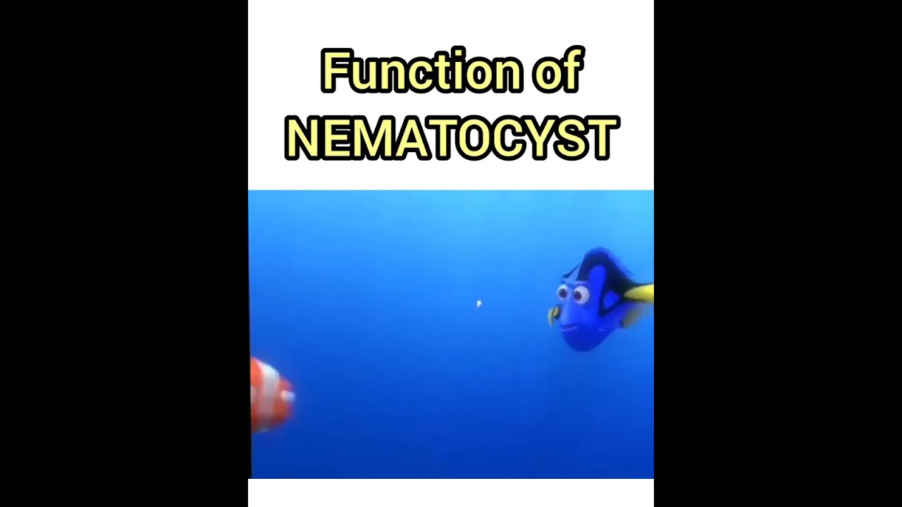 Nematocyst Cnidocyte Cnidaria Jellyfish