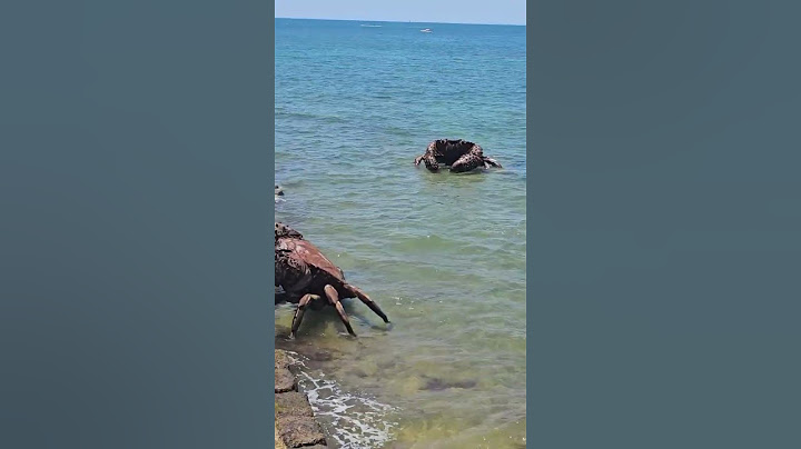 GIANT CRABS ON THE SEAWALL