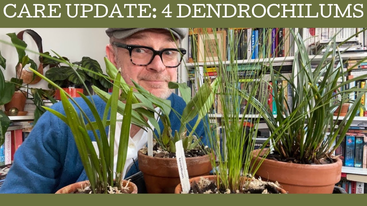Care update: four Dendrochilums that need some love!