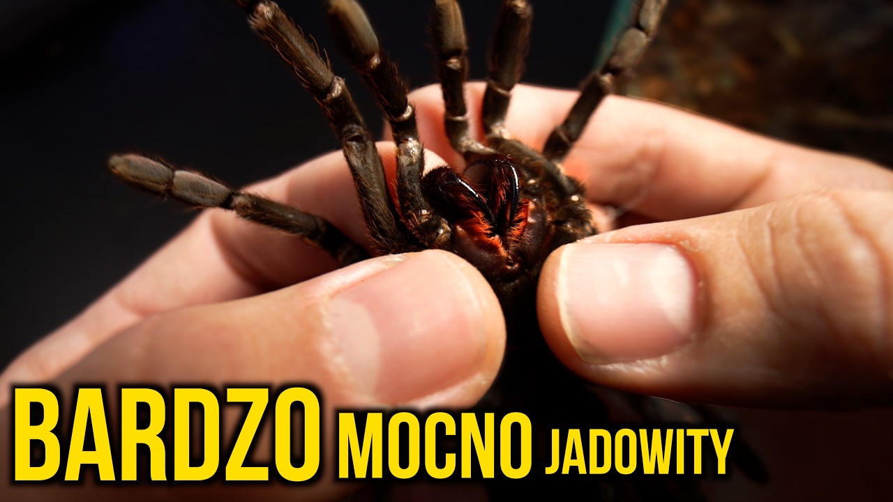 Wyprowadzka, przeprowadzka, i TEN  MOCNO JADOWITY. Orni, Murin, Braszka