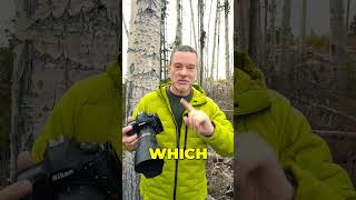 How would you photograph these trees?