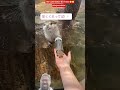 The Calm Before the Twist 😳 #funny #trending #viral #shorts #sanjeevwithfun #love #respect #animals