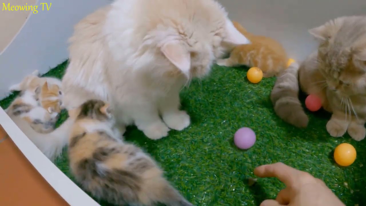 Kittens get acquainted and play with the balls.