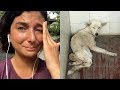 The Dog I Rescued in Bali. Watch This Video.