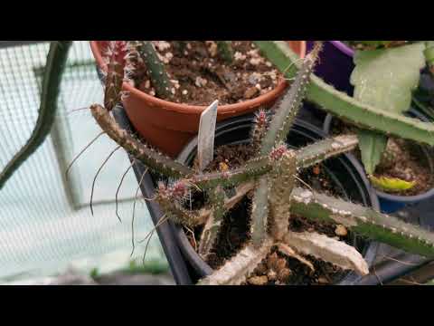 Video: Kaktus: Oksaisten Kasvien Ylellinen Kukinta