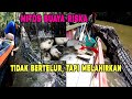 RISKA BUKAN BUAYA BIASA! 14 TAHUN BERSAMA AMBO! EXCLUSIVE SEJARAH RISKA HINGGA MENJADI PENYELAMAT!!