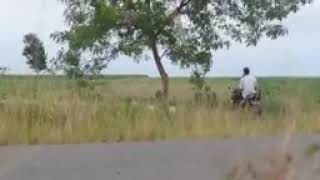 Tersuduk Mesum Di Pingir Jln Kampung.