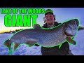 Camping out on the ice for the biggest lake trout ive ever seen on lake of the woods