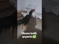 obuna bolib qoyamiz✅@Xoroz_Uz @A8789-k4f @Xorazmtovuqchiliktv