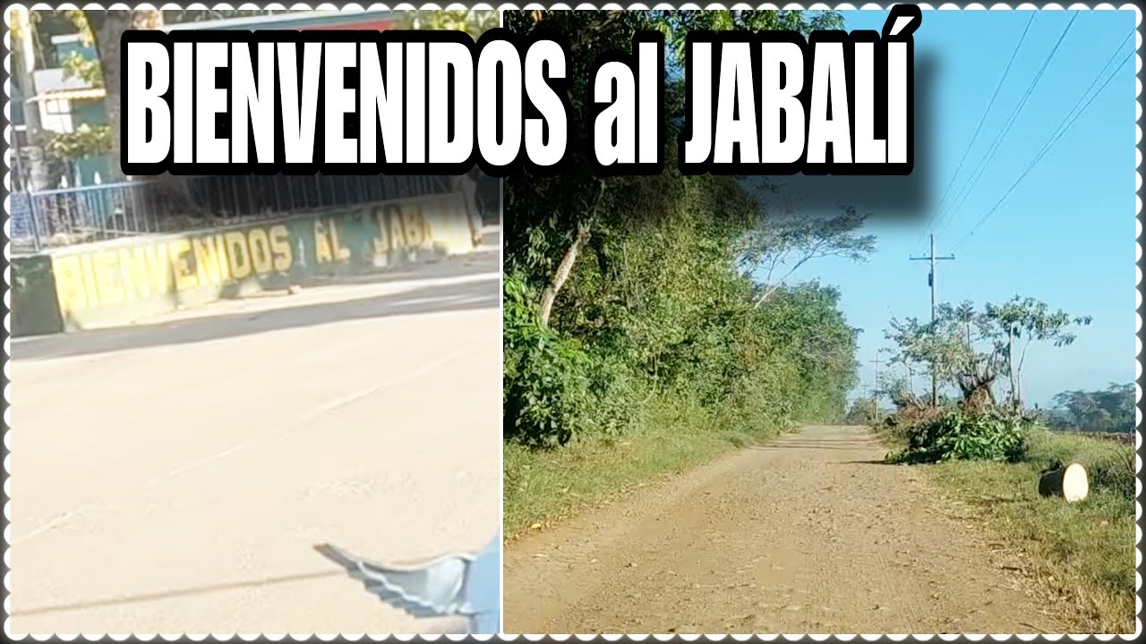 La otra cara del JABALÍ lo que nunka nadie muestra por esta gran razón😱