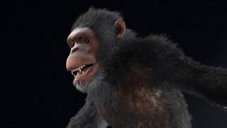 Chimpanzee animal 3d model