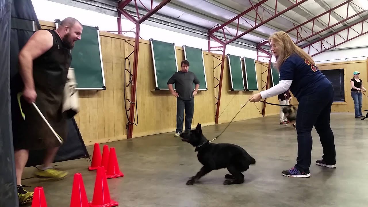 video phone beyonce mp3 Pakko von Prufenpuden 17 Weeks Old Super Dog Early Training Protection Work