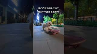 Dogs can talk now. Learning to skateboard isn’t too much, right? 🛹🐶 #dog #pets #skateboardvibes