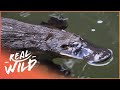 The Platypus: Australia's Unlikeliest Killer (Wildlife Documentary) | Deadly Australia | Real Wild