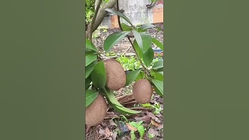 Giống Cây Hồng Xiêm Xoài Khi Thu Hoạch Quả, Siêu To, Siêu Thơm Và Ngọt