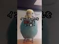 #ショートバージョン 　インコちゃんを吸う方法～三選～　 #セキセイインコ #コザクラインコ #lovebird #可愛い #インコ吸#インコ臭