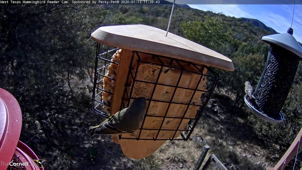Ruby-crowned Kinglet Visits West Texas Feeder – Jan 13, 2020