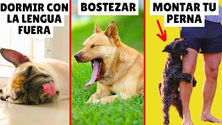 ¿Por qué tu perro hace eso? ➡️ 10 COMPORTAMIENTOS EXTRAÑOS explicados by Zona Perros 4,339 views 1 month ago 9 minutes, 47 seconds