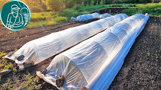🍠 Growing sweet potatoes without seedlings 🌱 Watering and planting sweet potatoes with long cuttings