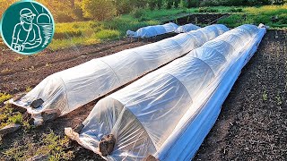 🍠 Выращивание Батата Без Рассады 🌱 Полив И Посадка Батата Длинными Черенками С Мульчированием Сеном