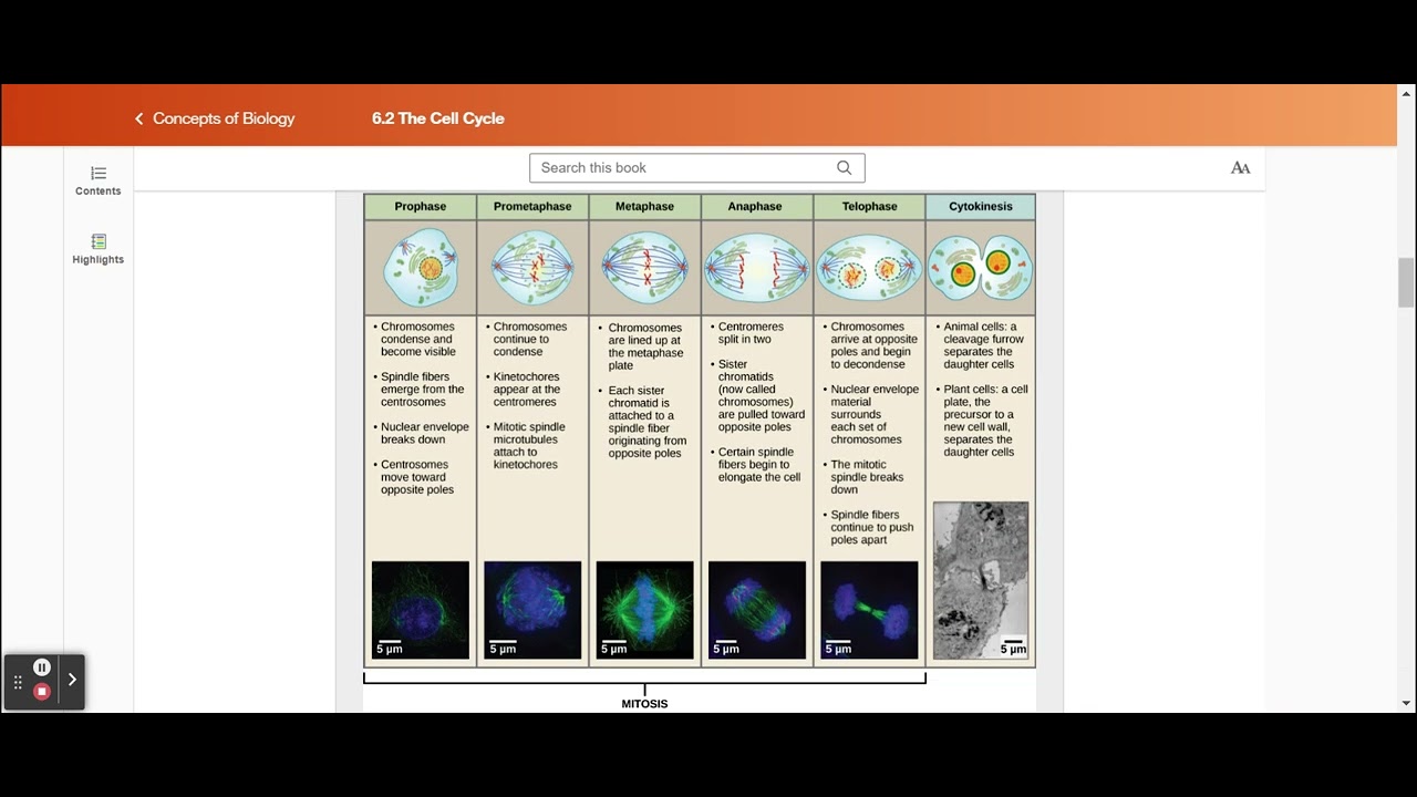 6.2 The Cell Cycle - Concepts of Biology | OpenStax - YouTube