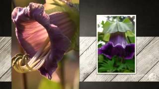 Cobaea - Garden Plants