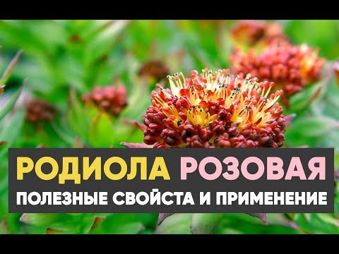Видео: Rhodiola Rosea-ийн ургах, эмийн шинж чанар