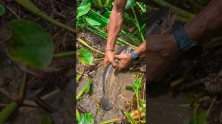 Kichad Se Haath Se Pakdi Badi Murel Machli | Traditional Hand Fishing #fish #fishingvideo #fishing