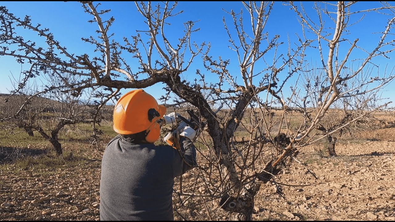 Continuamos con la Poda Del Almendro