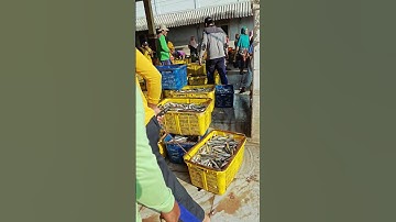 Suasana Tempat Pelelangan Ikan Pandangan Wetan #nelayanstory #lelangikan #nelayan