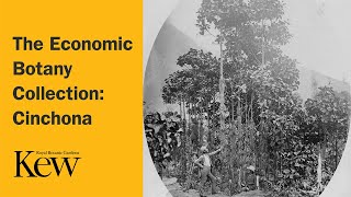 The Economic Botany Collection: Cinchona | Kew